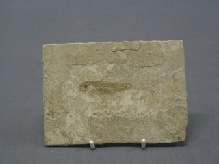 An ancient fossil fish