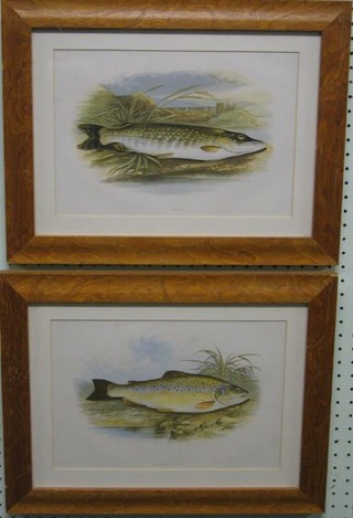 A pair of 19th/20th Century colour prints "Fishes - Common Trout and Pyke" contained in simulated maple frames 9" x 12"