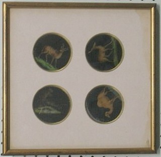 4 19th Century circular magic lantern slides of camel, a deer, an antelope and 1 other animal 2 1/2"