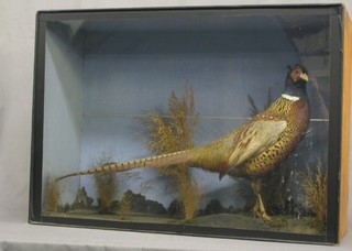 A Victorian stuffed and mounted cock pheasant contained in a display case 22"  x 31"