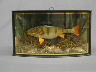 A 20th Century stuffed and mounted Perch, caught by D Wright, Blue Lakes 1st January 1980 contained in a bow front glass cabinet 