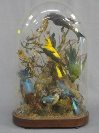 An arrangement of Victorian stuffed and mounted birds contained under a glass dome 24"