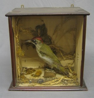 A Victorian stuffed and mounted green woodpecker contained in a display case