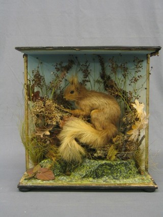 A Victorian stuffed and mounted red squirrel (case f)