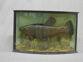 A 20th Century stuffed and mounted Tench contained in a bow front glass case amidst reeds, the reverse marked H & R Bennett Taxidermist of Norwich