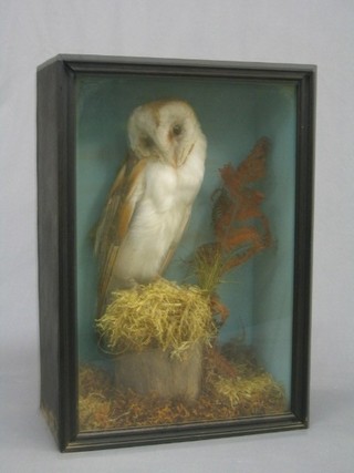 A Victorian stuffed and mounted white owl (some decay to head) contained in an ebony case