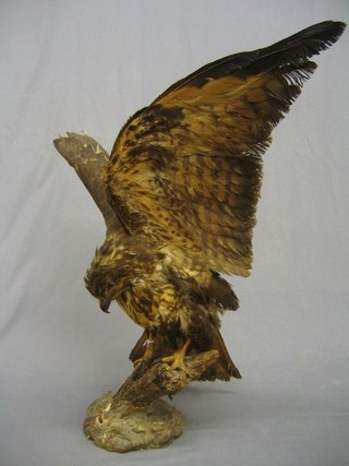 A large stuffed and mounted bird of prey with outstretched wings (removed from a pub, some nicotine damage)