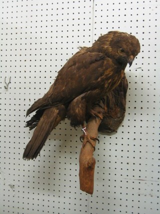 A stuffed and mounted bird of prey (removed from a pub (some nicotine damage)