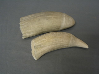 2 Whale's tusks 7"