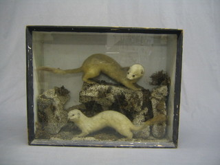 A pair of Victorian stuffed and mounted stoats, contained in a display cabinet