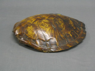 A 19th Century turtle shell 22"