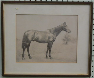 A black and white photograph of the race horse Jerry M, winner of the Grand National 1912 7" x 8"
