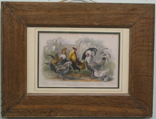 After C H Weigall, "Study of Poultry" 5" x 8" contained in an oak frame