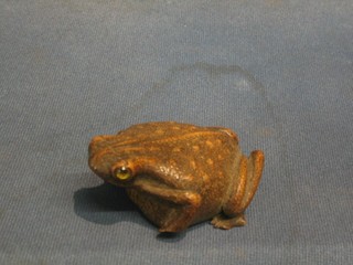 A 19th Century carved wooden snuff box in the form of a seated toad with glass eyes 3"