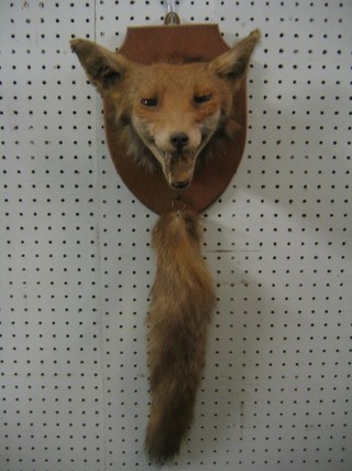 A stuffed and mounted fox mask complete with brush, by Edward Gerrard & Sons 16 College Place Campden Town