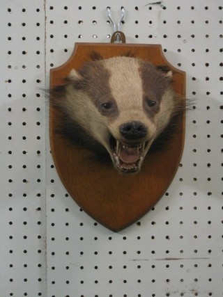A stuffed and mounted badger mask on an oak shield by Edward Gerrard & Sons