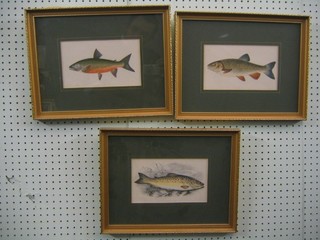 3 coloured prints after F Lidon "The Common Trout, The Chubb and The Willoughby's Char" 5" x 9"