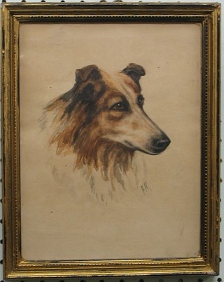 Watercolour drawing "Head and Shoulders Portrait Seated Collie" monogrammed F R 9" x 7"