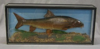 A 20th Century stuffed and mounted 9lbs Barbel, caught on the River Wye, taxidermist G Franks, contained in a straight fronted case