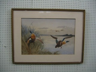 Neville W Cayley, oil on canvas  "Flying Mallard Ducks" 15" x 22"