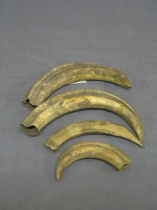 4 various wild boar tusks