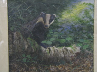 Stephen Barnes, watercolour "Badger" 19" x 22", unframed