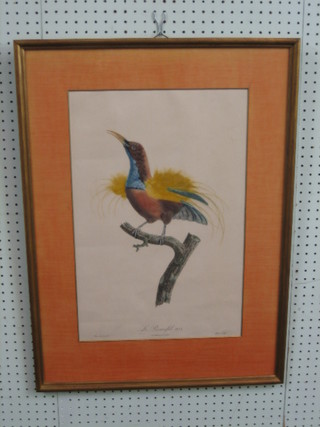 After Peree, a coloured botanical print of birds "Le Promefil No.8" 21" x 13"
