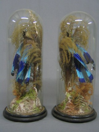 A pair of Victorian glass domes containing stuffed birds 21"