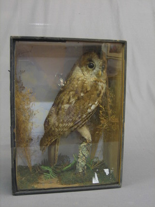 A stuffed and mounted barn owl contained in a glazed case