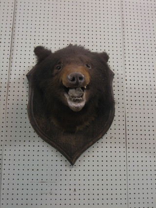 A stuffed and mounted bears head on oak plaque, the reverse marked RW