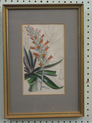 A 19th Century Botanical coloured print 8" x 10"