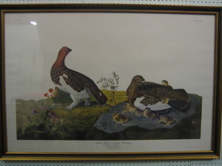 A coloured print after J J Audubon "Large Ptarmigan" 21" x 38"