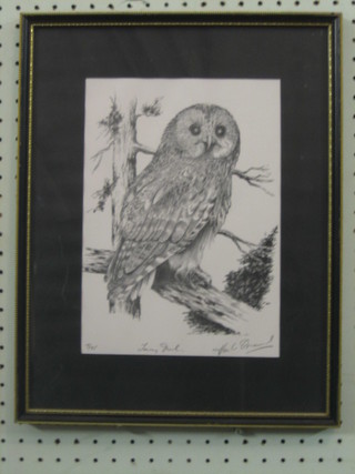 S Horton Ormerod, pencil drawing "Tawny Owl" the reverse with Mall Gallery Label Federation of British Artists 10" x 7 1/2"