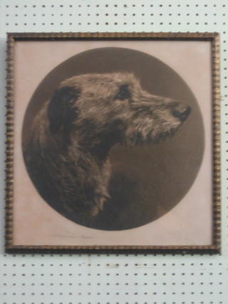 Herbert Dicksee, monochrome print, head and shoulders  portrait "Lurcher"