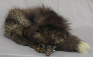 A silver fox fur cape