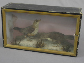 2 Victorian stuffed and mounted birds contained in a display cabinet 15" x 8"