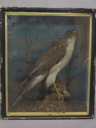 A Victorian stuffed and mounted bird of prey contained in naturalistic surroundings by C A Foot of Bath 14" x 11"