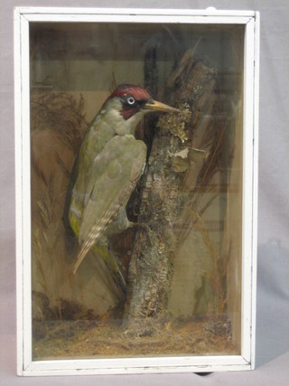 A stuffed and mounted Woodpecker