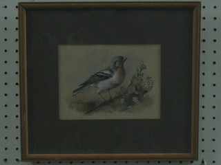 T Margaret Insh, watercolour "Chaffinch" 5" x 7"