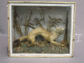 A stuffed and mounted Ermine? contained in a glazed case 13"