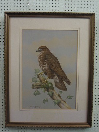 David Andrews, watercolour drawing "Common Buzzard" 18" x 13"