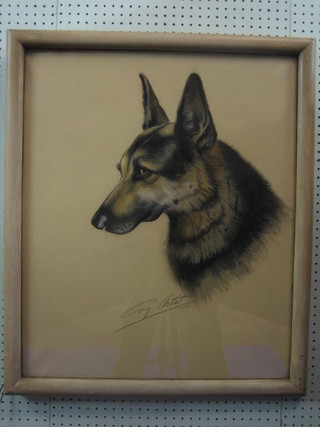 Watercolour drawing, head and shoulders portrait "Alsatian" 27" x 22"