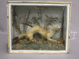 A  stuffed and mounted Ermine?  contained in a glazed  case  13"