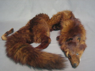 A brown fox fur