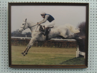 A  coloured photograph "Grey Steeple Chaser  with  Jockey  Up" 15" x 19"