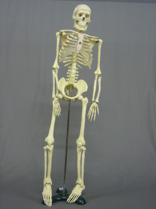 A  plastic medical human skeleton with articulated limbs 32  1/2"