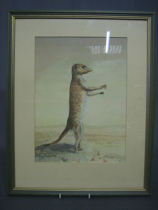 John Fortune, watercolour drawing "The Sentinal" study of a standing Meercat 12" x 9"