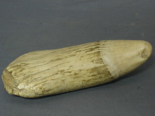 A whale's tusk 6"