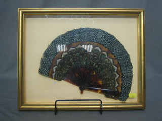 A 19th Century tortoiseshell and ostrich feather fan 11", framed