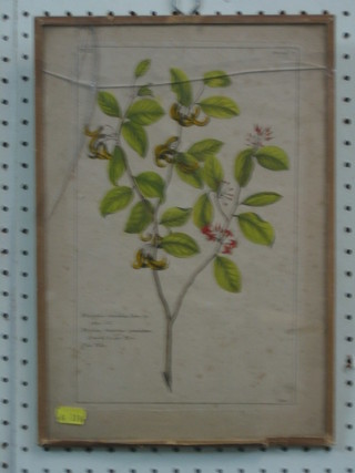 An 18th/19th Century Botanical print 12" x 7 1/2"